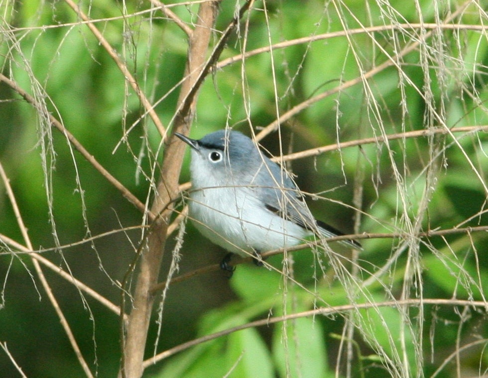 blue-gray gnatcatcher, a bug-eating migrant that only spends the breeding season in Arkansas